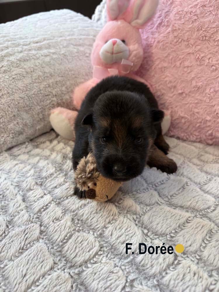 DORÉE