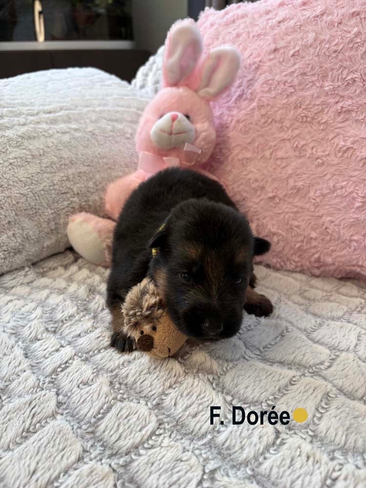 DORÉE