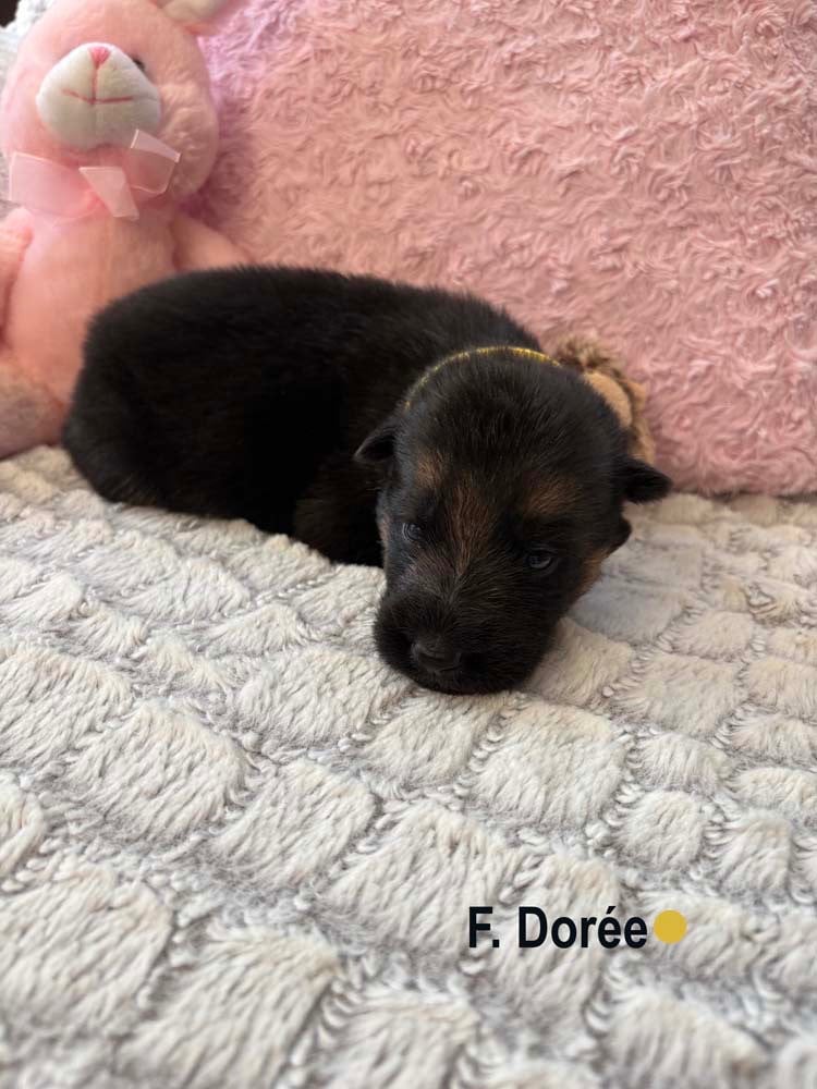 DORÉE