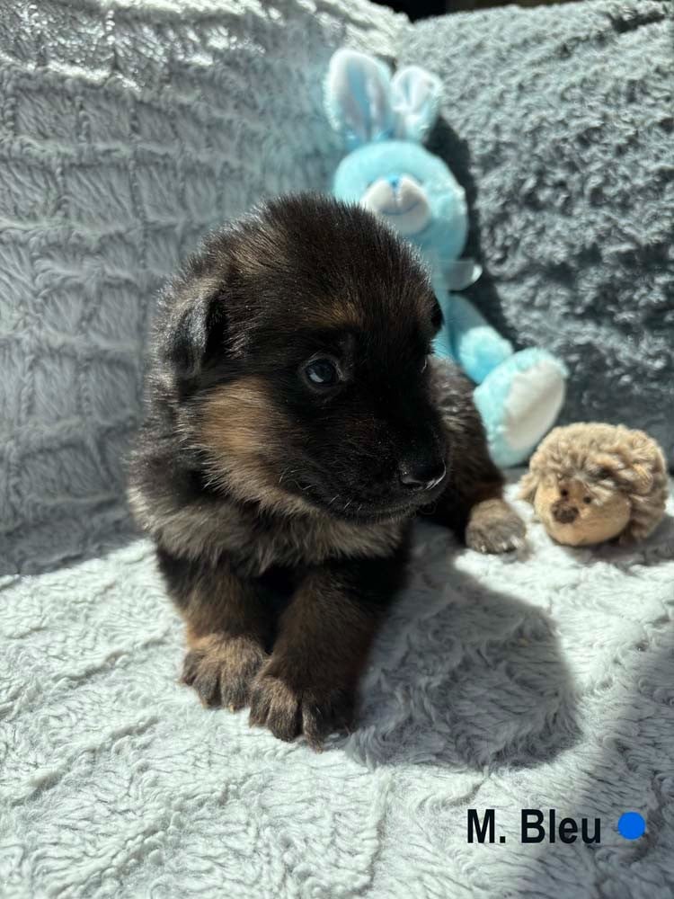 BLEU