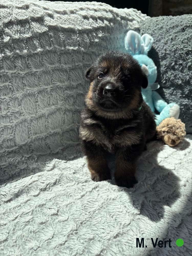 VERT