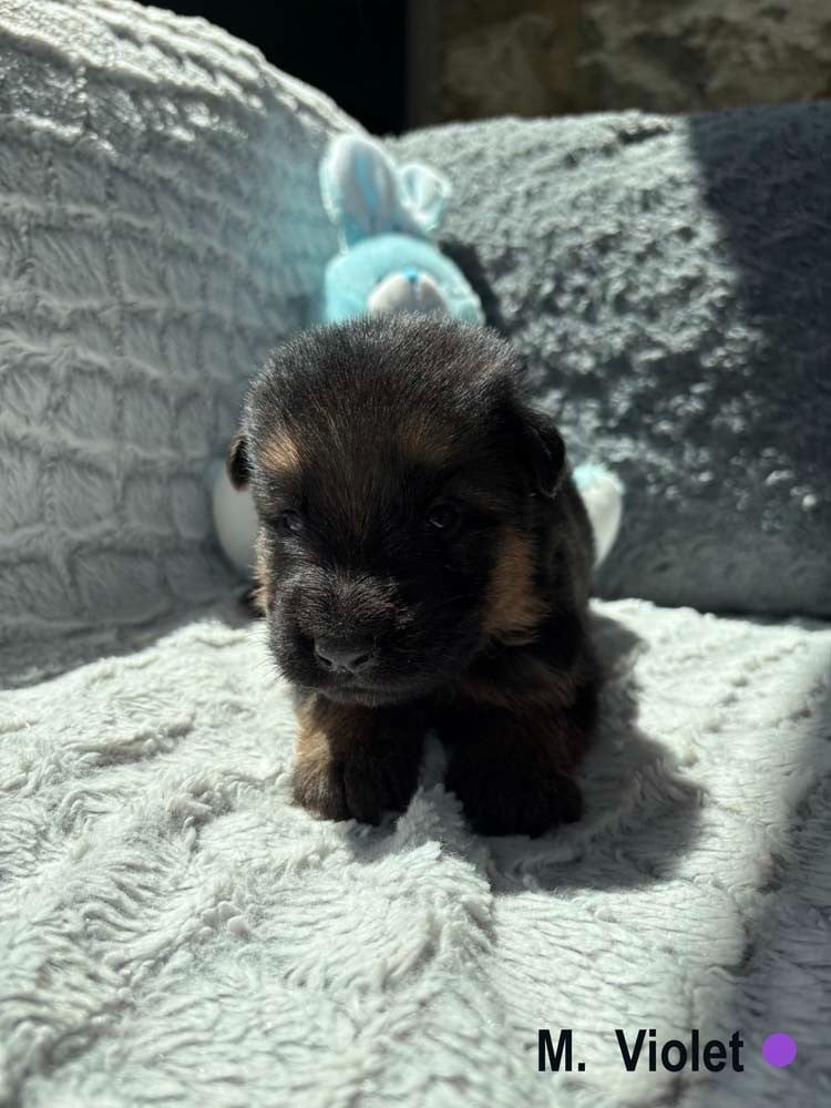 VIOLET
