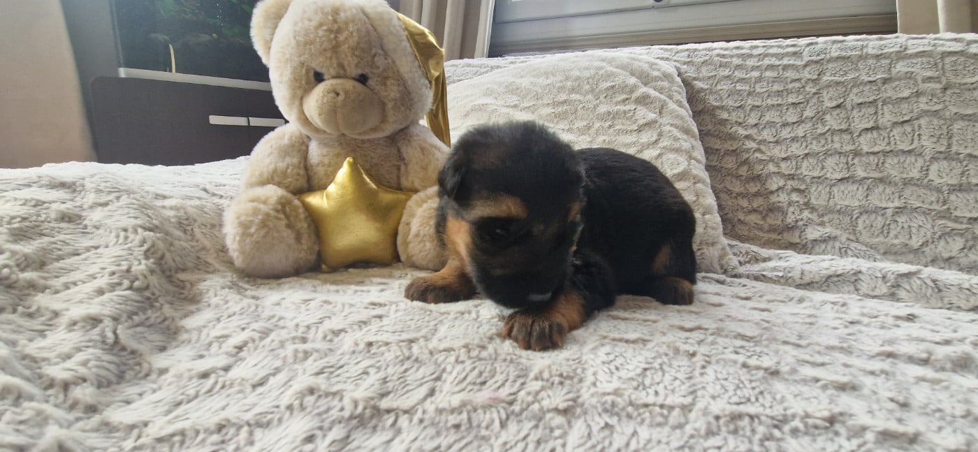 BLANC - Berger Allemand