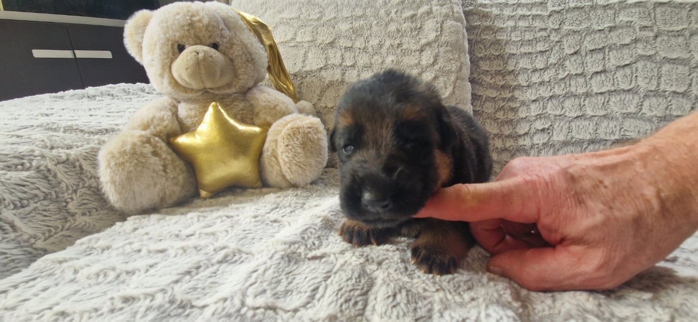 BLEU - Berger Allemand