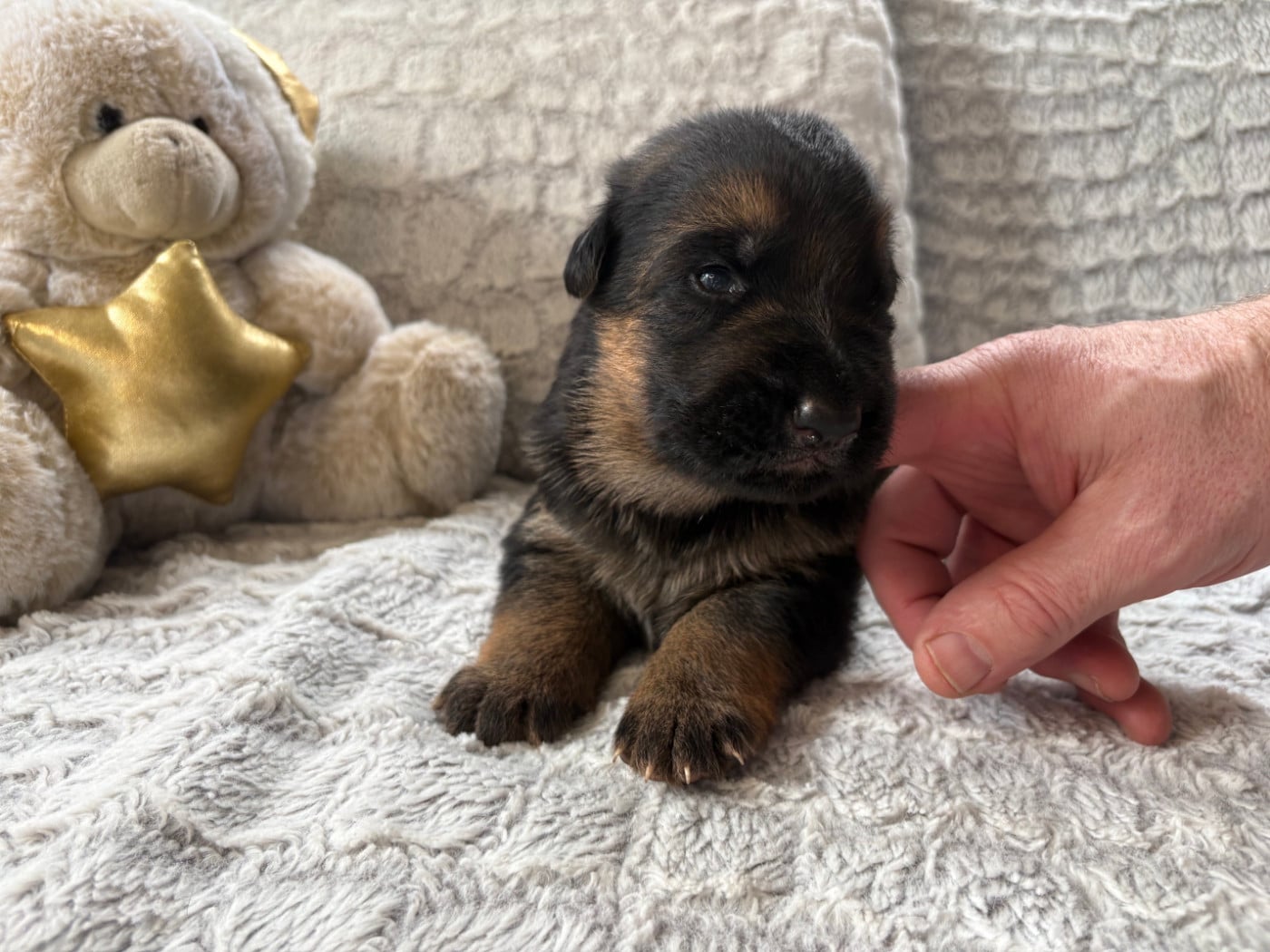 VIOLET - Berger Allemand