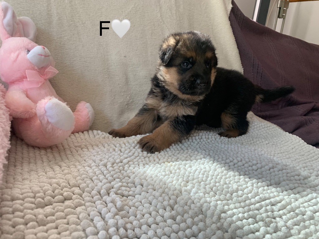 CHIOT F BLANC - DIAMANT