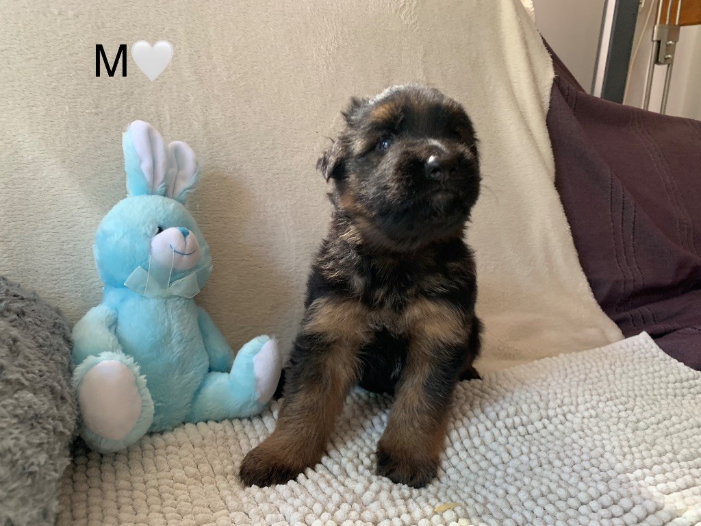 CHIOT M BLANC - DIAMANT