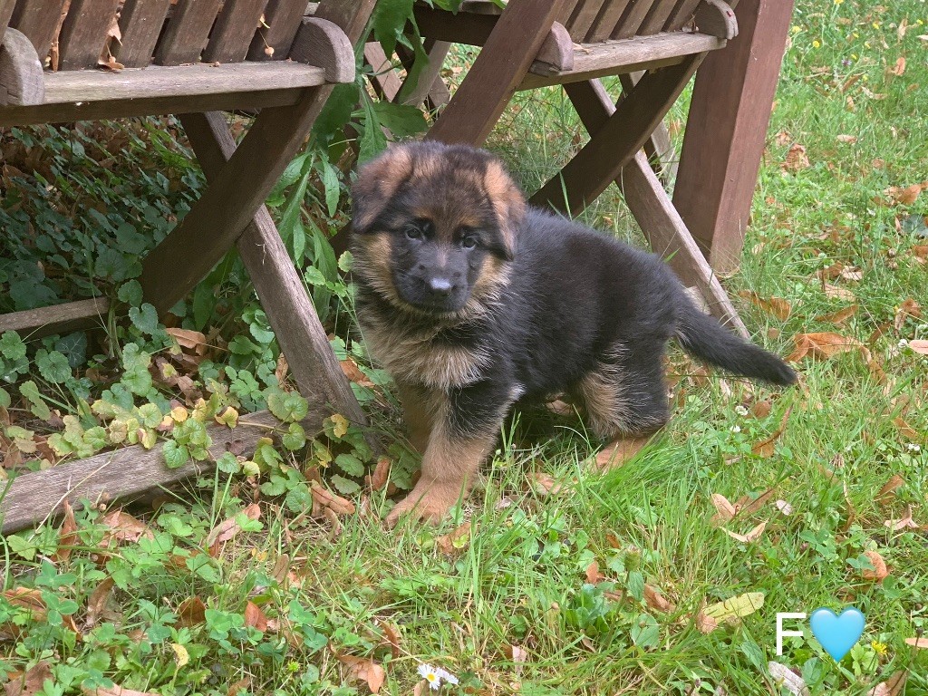 CHIOT F BLEU - SAPHIR