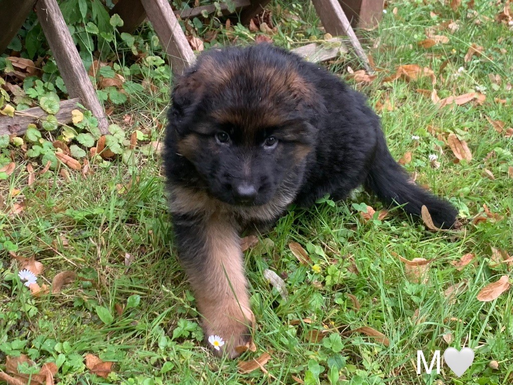 CHIOT M BLANC - DIAMANT