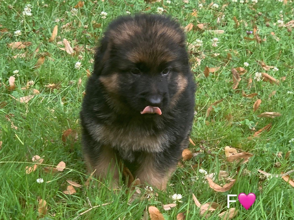 CHIOT F VIOLETTE - AMETHISTE