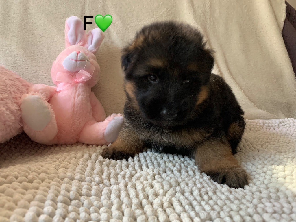 CHIOT F VERT - EMERAUDE