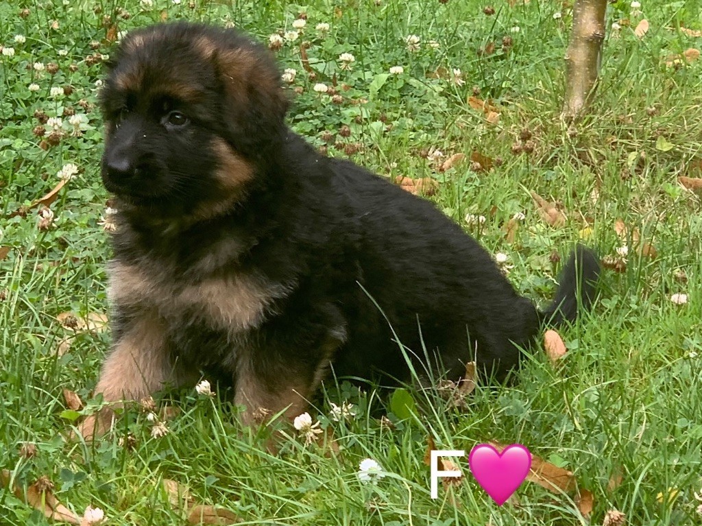 CHIOT F ROSE - GRENAT