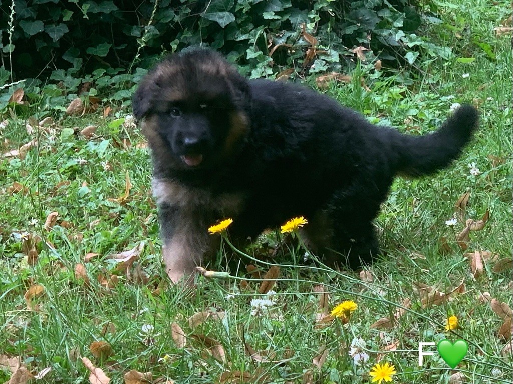 CHIOT F VERT - EMERAUDE