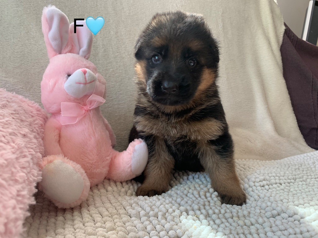 CHIOT F BLEU - SAPHIR