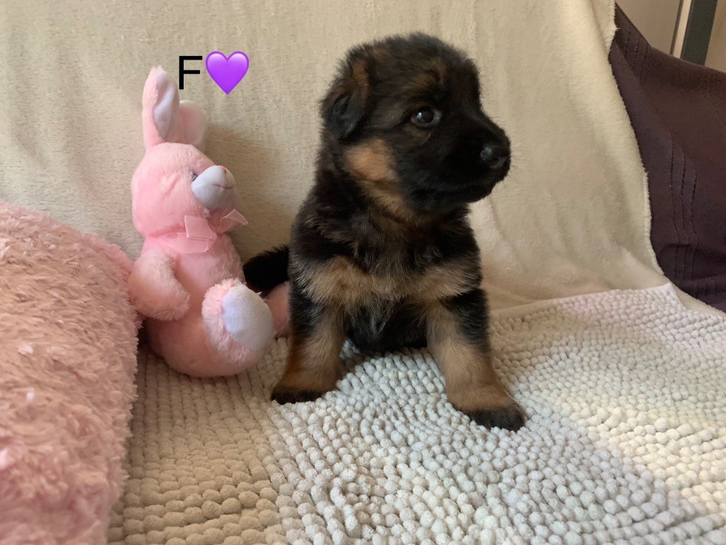 CHIOT F VIOLETTE - AMETHISTE