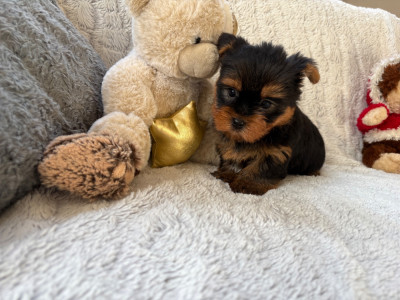 Les chiots de Yorkshire Terrier