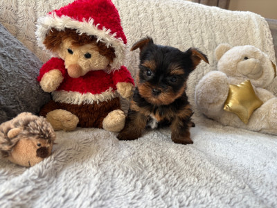 Les chiots de Yorkshire Terrier