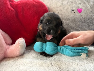 Les chiots de Berger Allemand