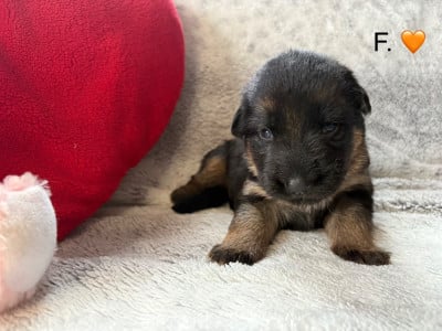 Les chiots de Berger Allemand