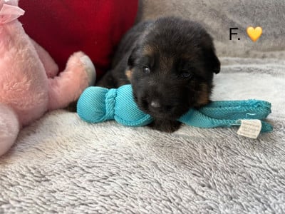 Les chiots de Berger Allemand