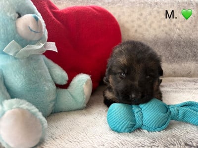 Les chiots de Berger Allemand