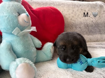 Les chiots de Berger Allemand