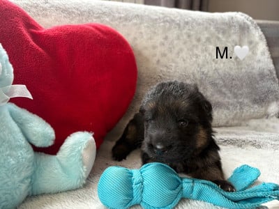 Les chiots de Berger Allemand