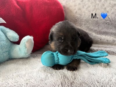 Les chiots de Berger Allemand