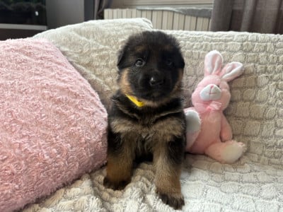 Les chiots de Berger Allemand