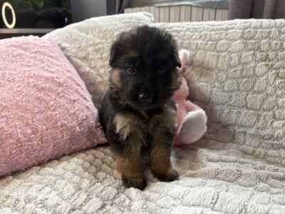 Les chiots de Berger Allemand