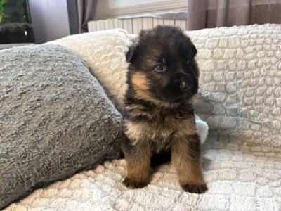 Les chiots de Berger Allemand