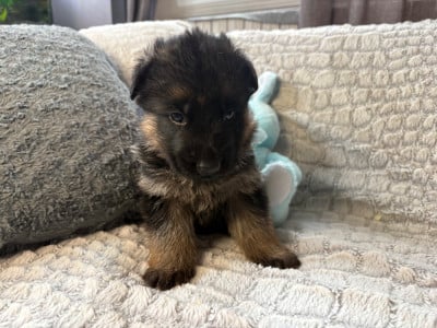 Les chiots de Berger Allemand