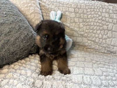 Les chiots de Berger Allemand