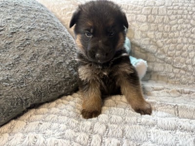 Les chiots de Berger Allemand