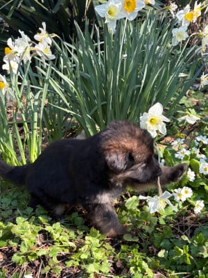 Les chiots de Berger Allemand