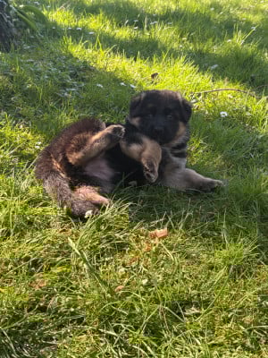 Les chiots de Berger Allemand
