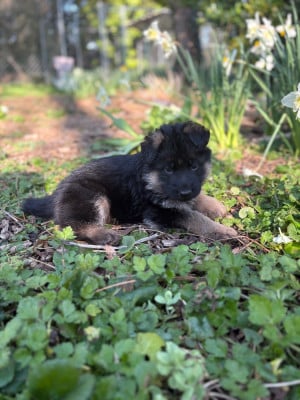 Les chiots de Berger Allemand