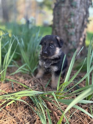 Les chiots de Berger Allemand