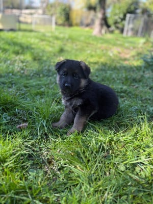 Les chiots de Berger Allemand