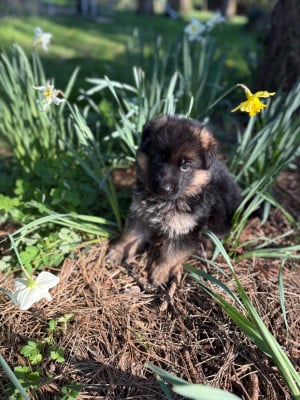 Les chiots de Berger Allemand