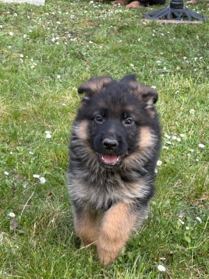 Les chiots de Berger Allemand