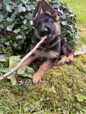 Les chiots de Berger Allemand