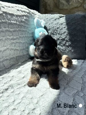 Les chiots de Berger Allemand
