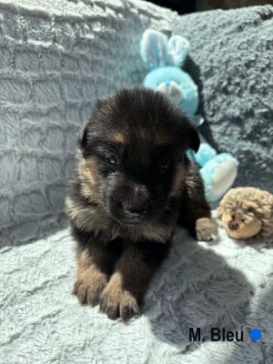 Les chiots de Berger Allemand