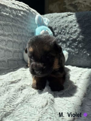 Les chiots de Berger Allemand