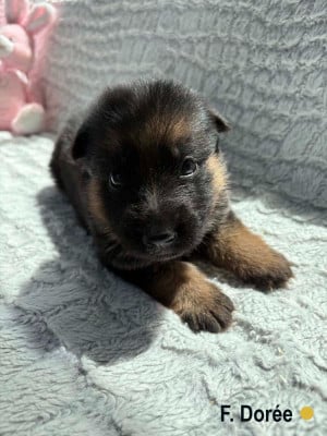 Les chiots de Berger Allemand