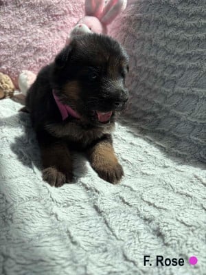 Les chiots de Berger Allemand