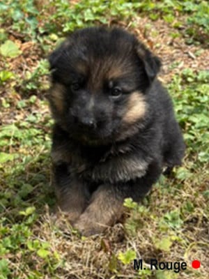 Les chiots de Berger Allemand