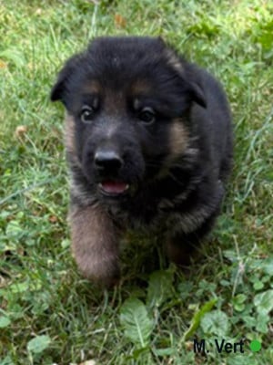 Les chiots de Berger Allemand