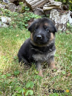 Les chiots de Berger Allemand
